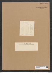 Cystopleura musculus var. constricta (Breb.) V.H. (de-Toni-Nr.: Genus 103, Species 3128) Zeichnungen Sammlung Grunow Nr. 6409 (NHMW-BOT-W0375085)